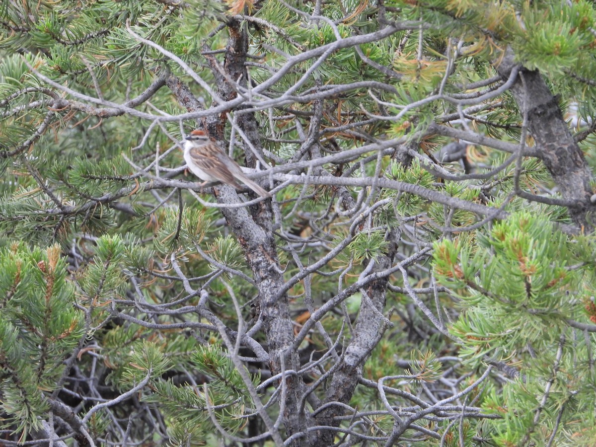 Chipping Sparrow - ML621617470