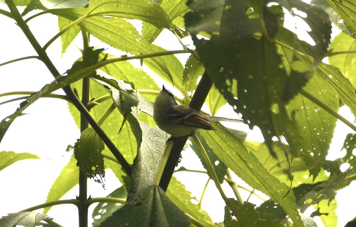 Rufous-winged Tyrannulet - ML621617542