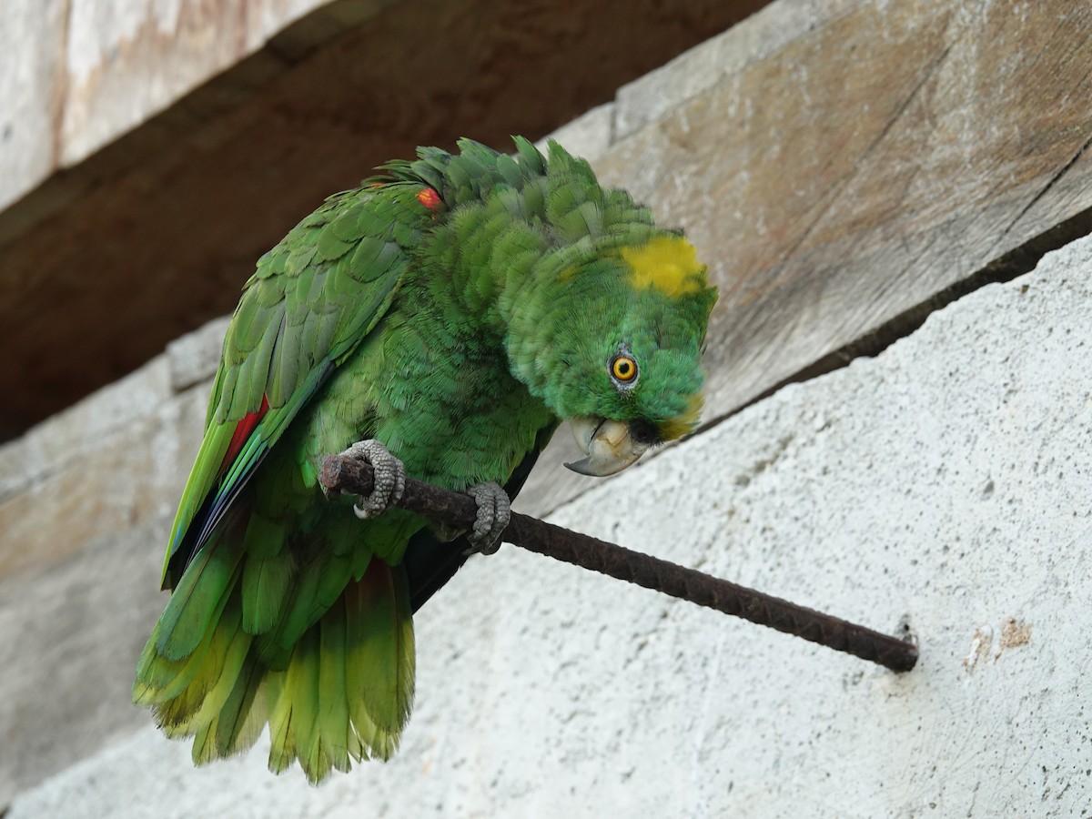 Yellow-naped Parrot - ML621617577