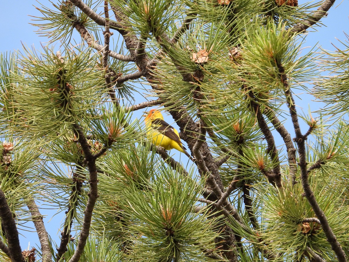Western Tanager - ML621617639