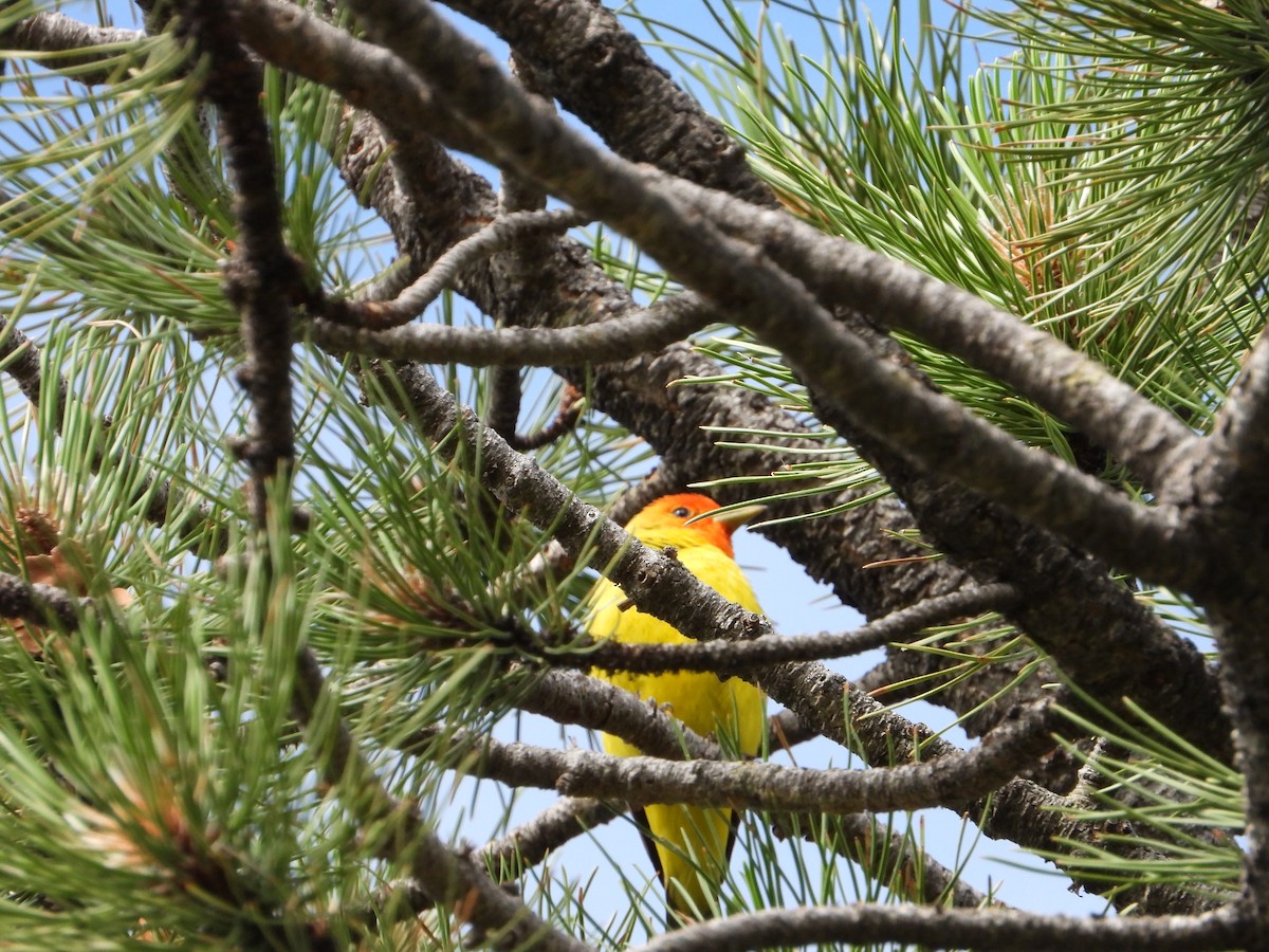 Western Tanager - ML621617640