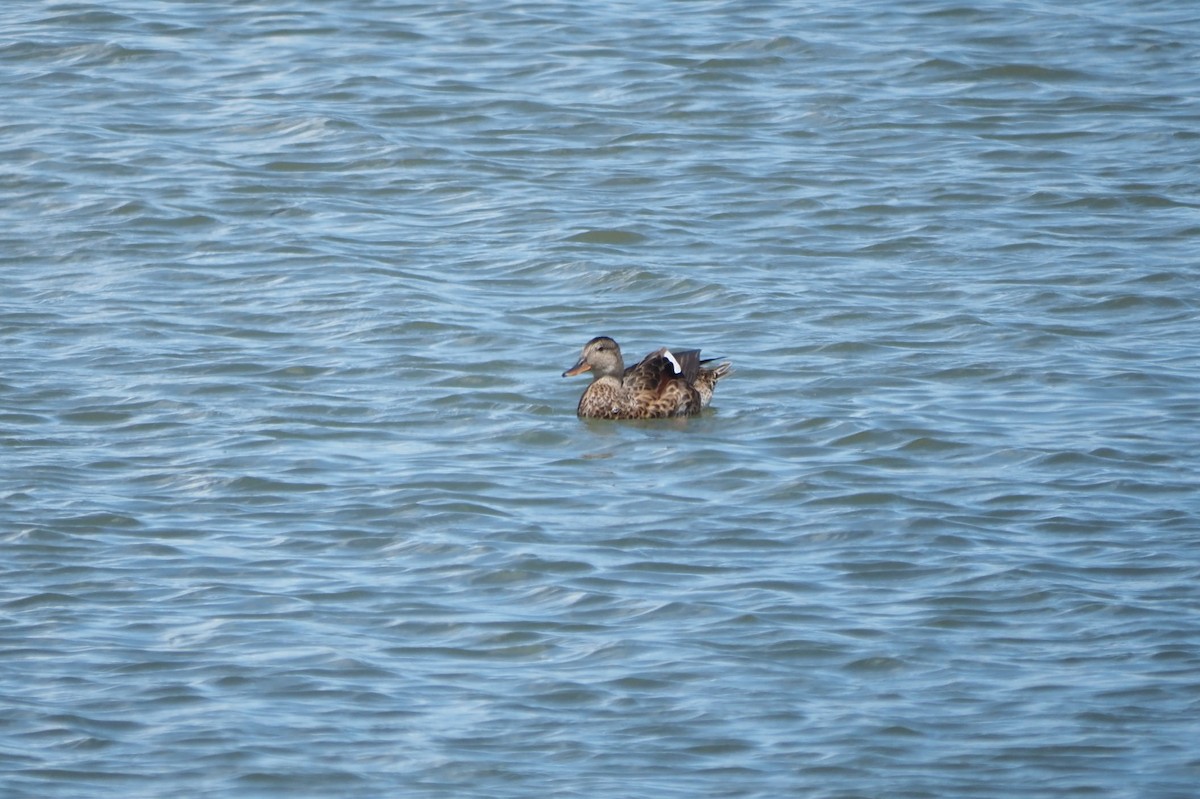 eBird Checklist 18 Jul 2024 BaieduFebvre (station d'épuration