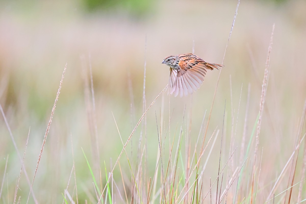 Sierra Madre Sparrow - ML621617665