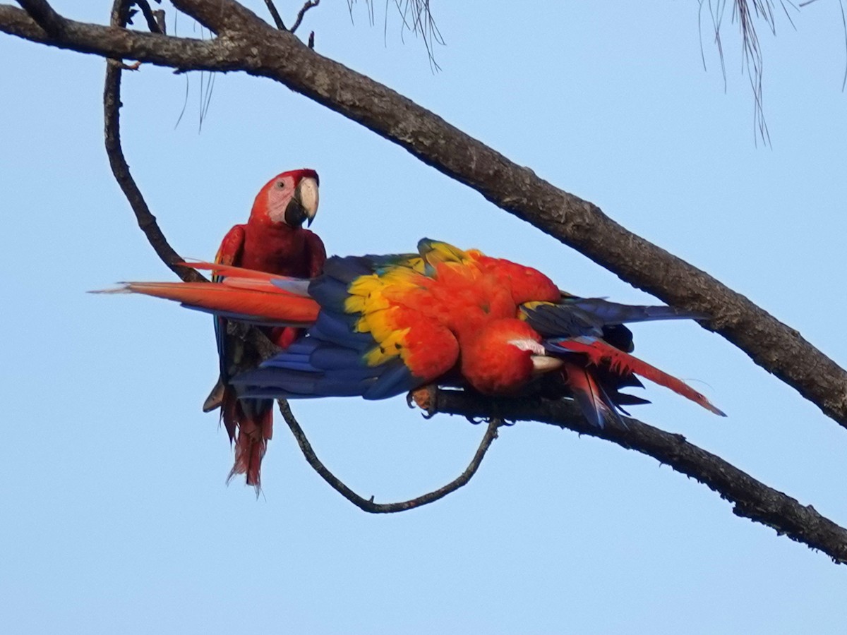 Scarlet Macaw - ML621617677