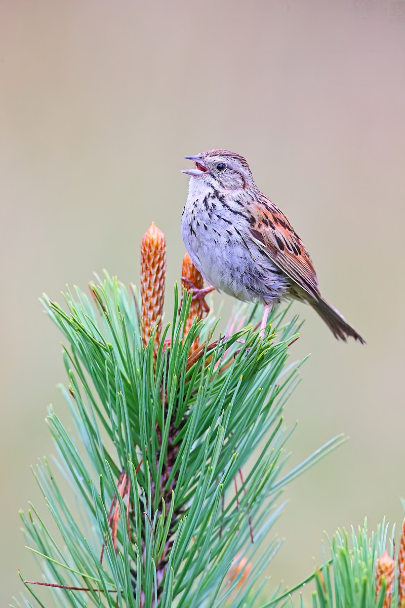 ゴマフヒメドリ - ML621617682