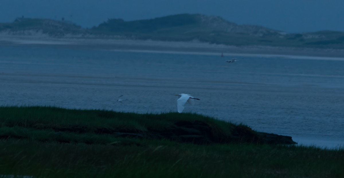 Great Egret - ML621617693