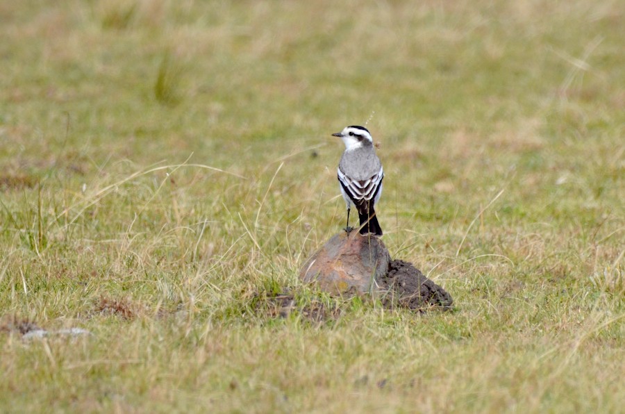 Black-crowned Monjita - ML621617725