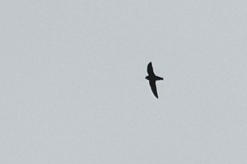 Black Swift - ML621617771