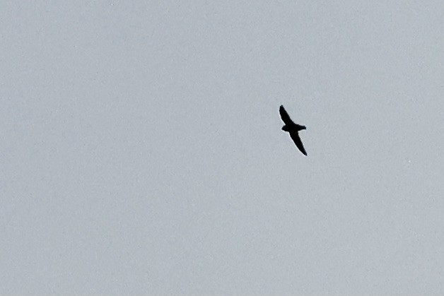 Black Swift - ML621617772