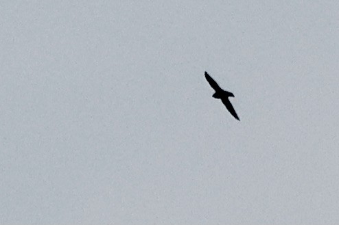 Black Swift - ML621617773