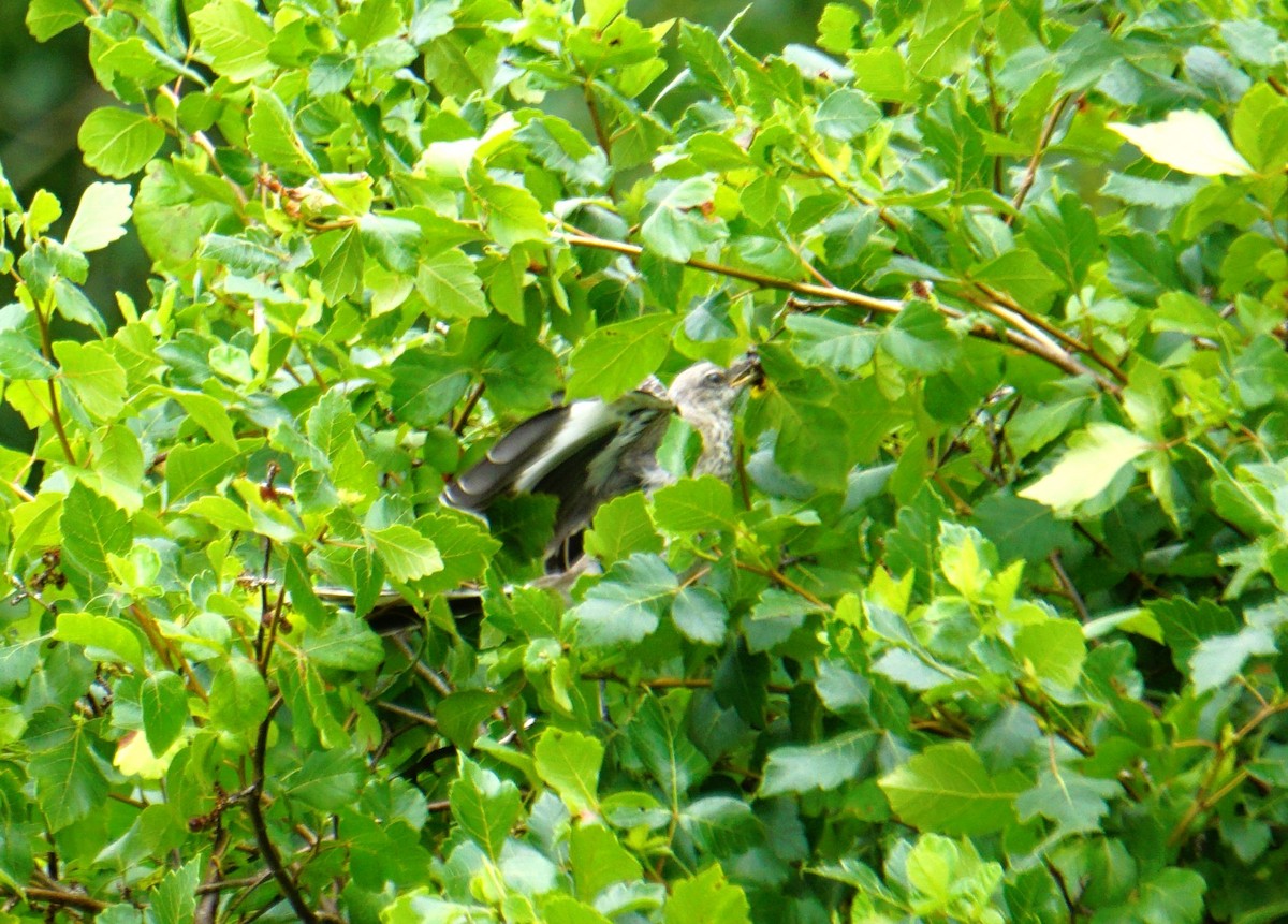 Northern Mockingbird - ML621617776