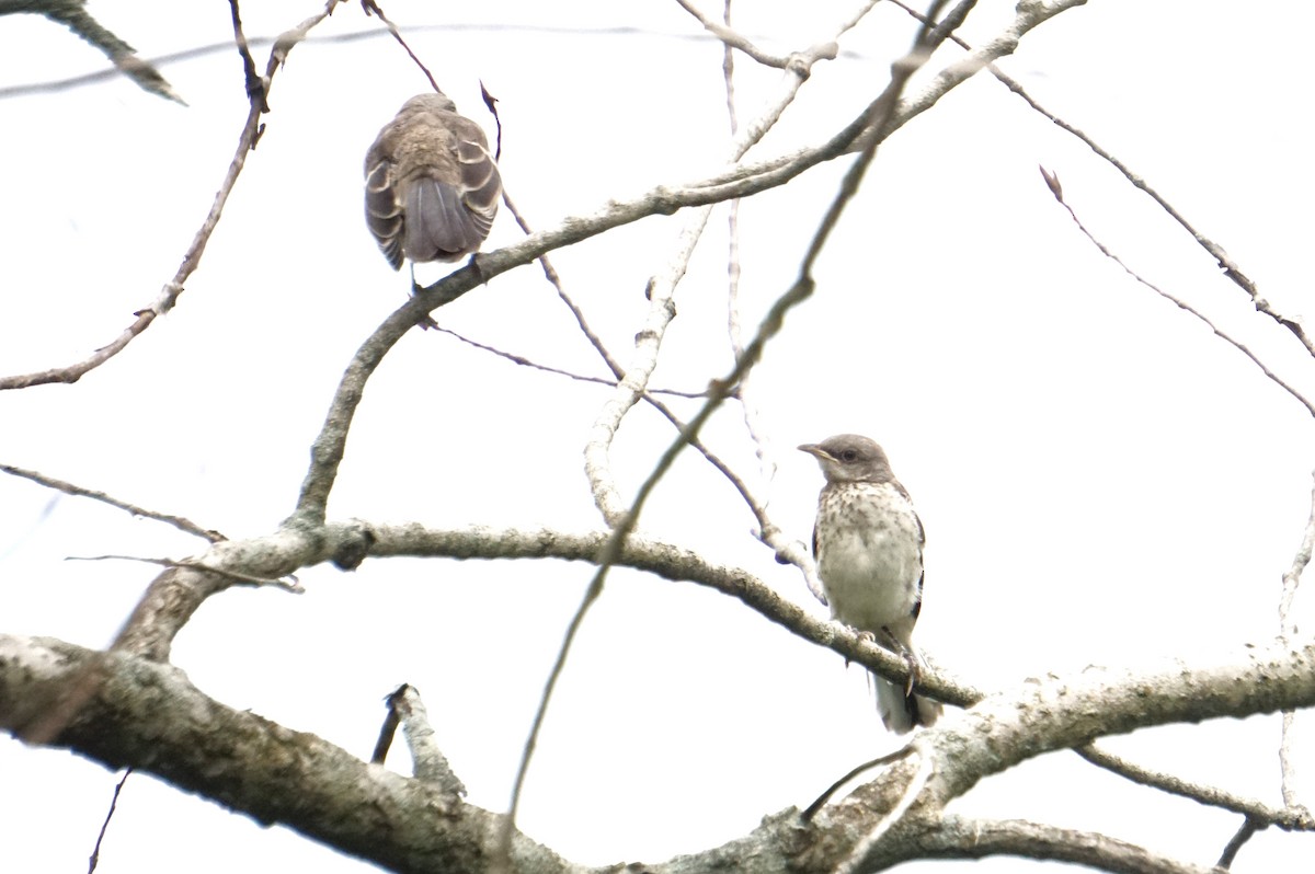 Northern Mockingbird - ML621617777