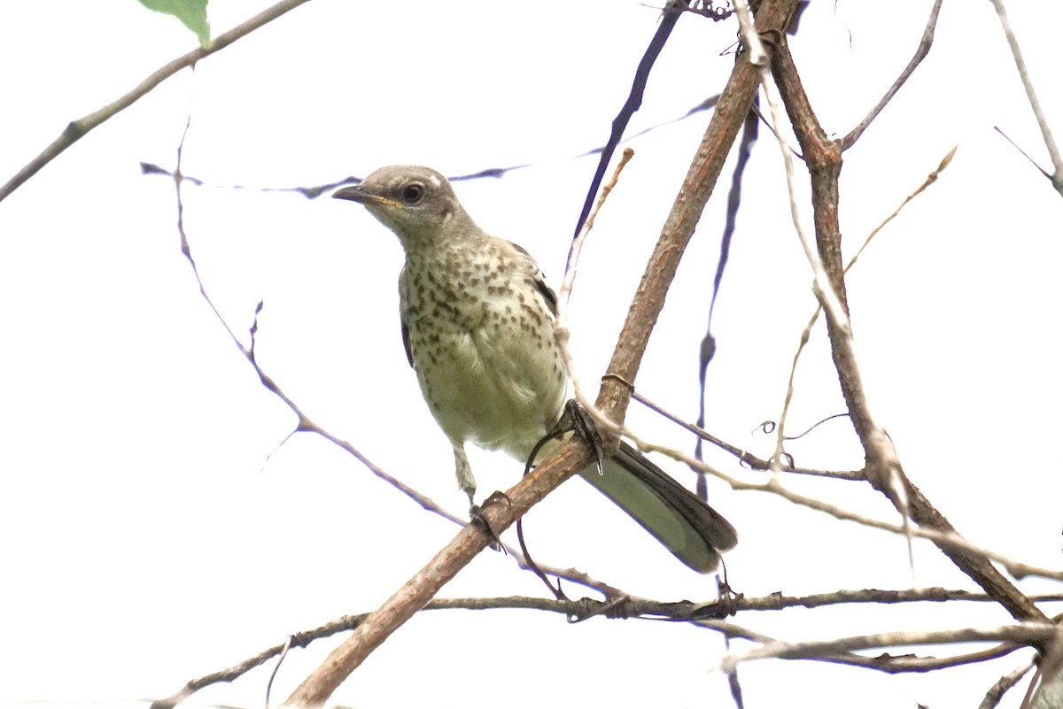 Northern Mockingbird - ML621617779