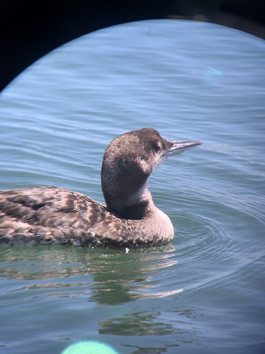 Common Loon - ML621617822