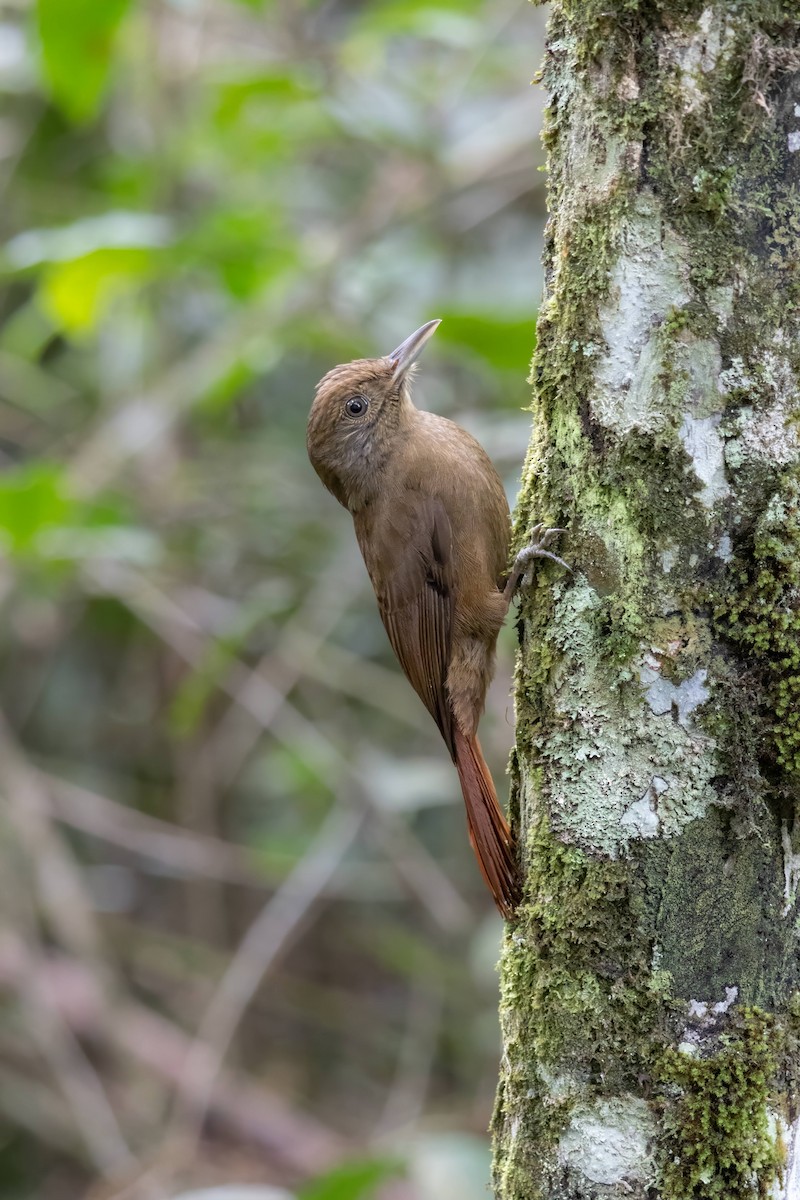 Plain-winged Woodcreeper - ML621617854