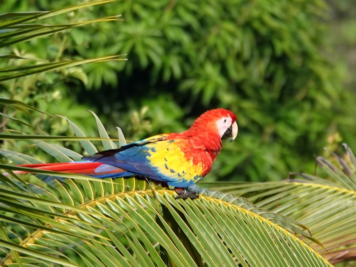 Scarlet Macaw - ML621617855