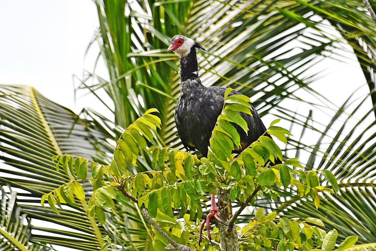 Northern Screamer - ML621617882