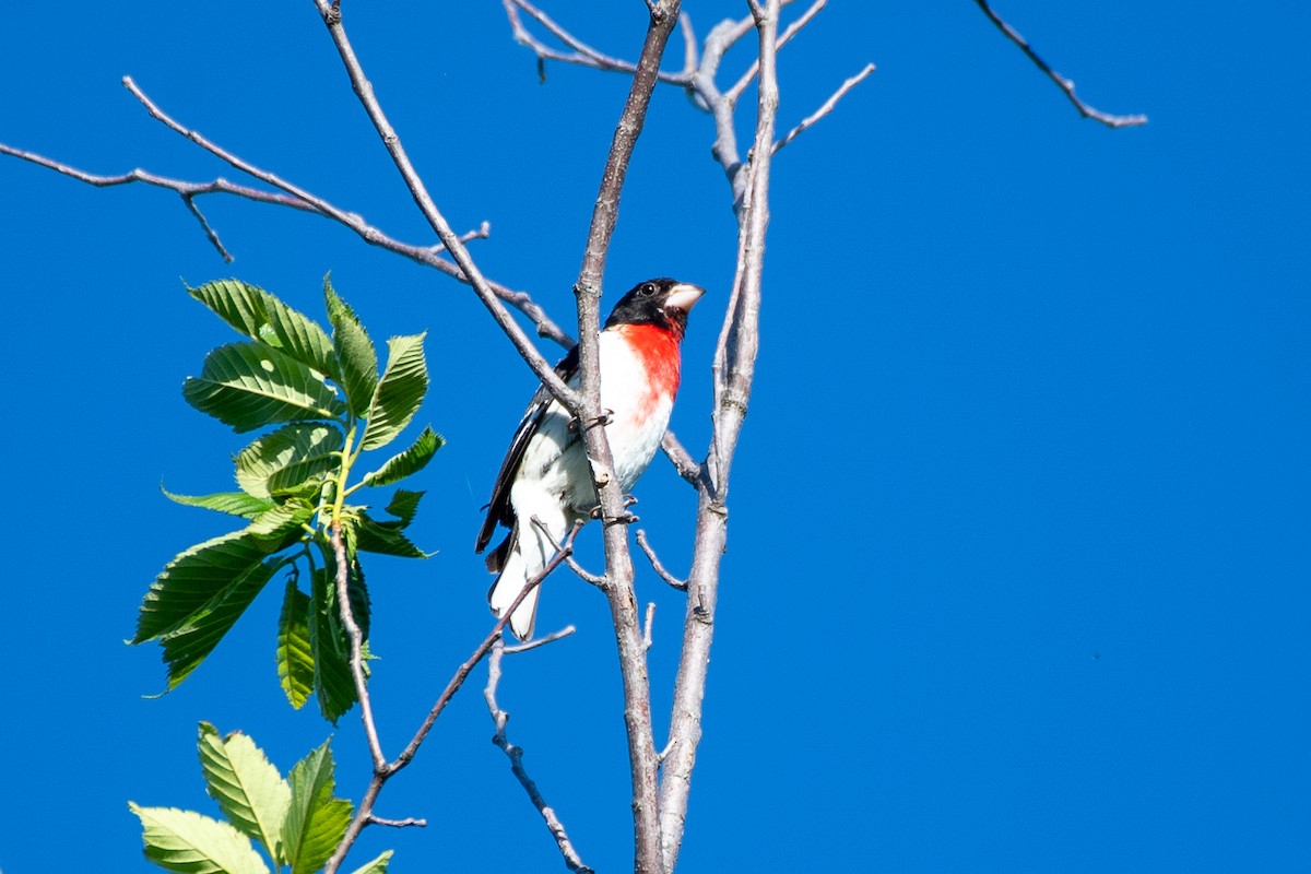 Rose-breasted Grosbeak - ML621617884