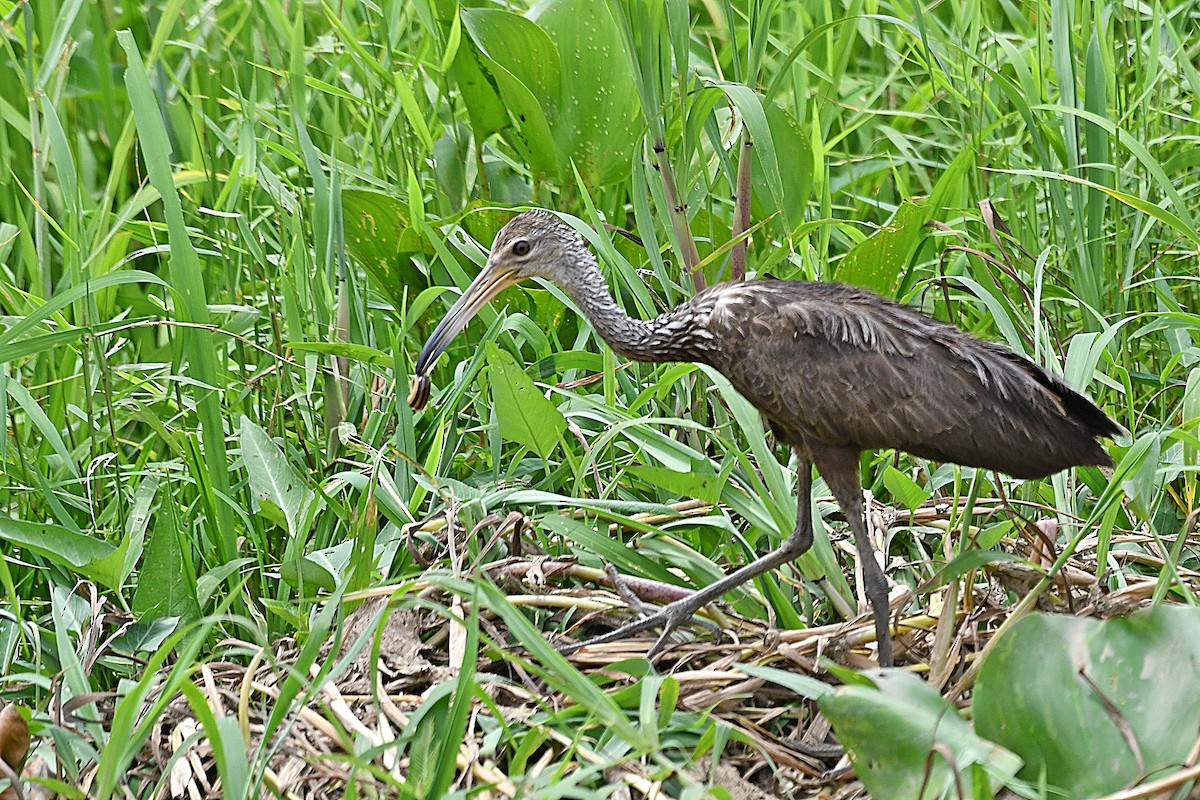 Limpkin - Otto Pfister