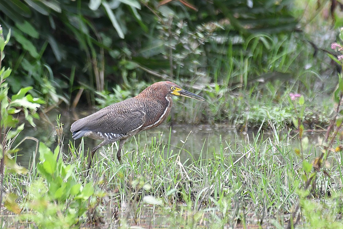 Rufescent Tiger-Heron - ML621617911