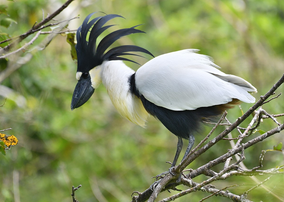 Boat-billed Heron - ML621617918