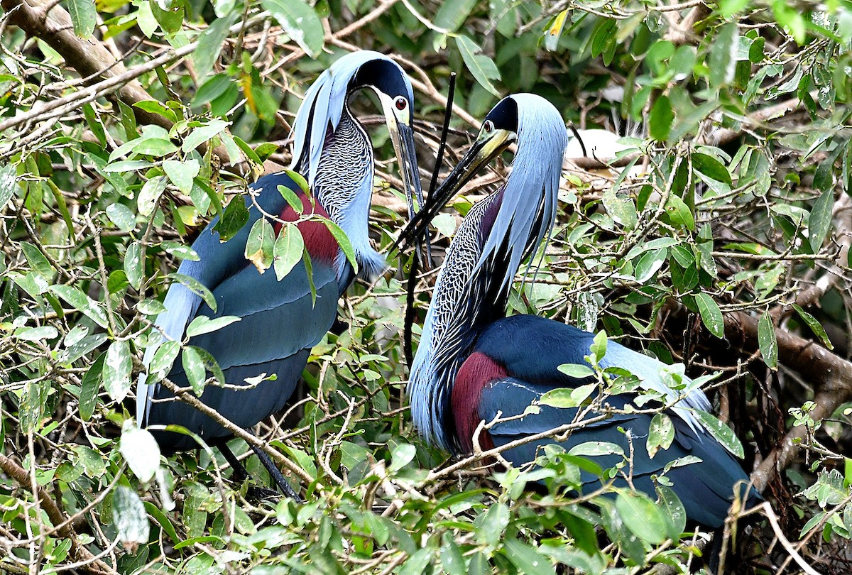 アカハラサギ - ML621617927