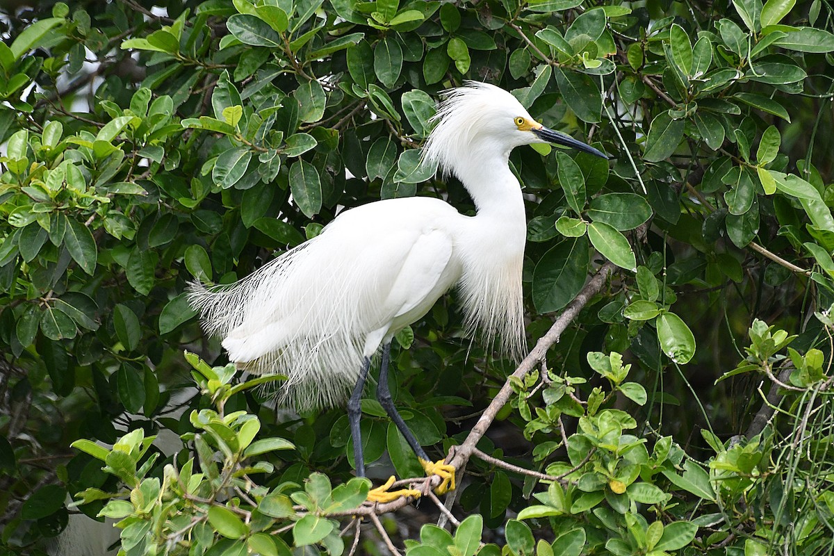 Aigrette neigeuse - ML621617935