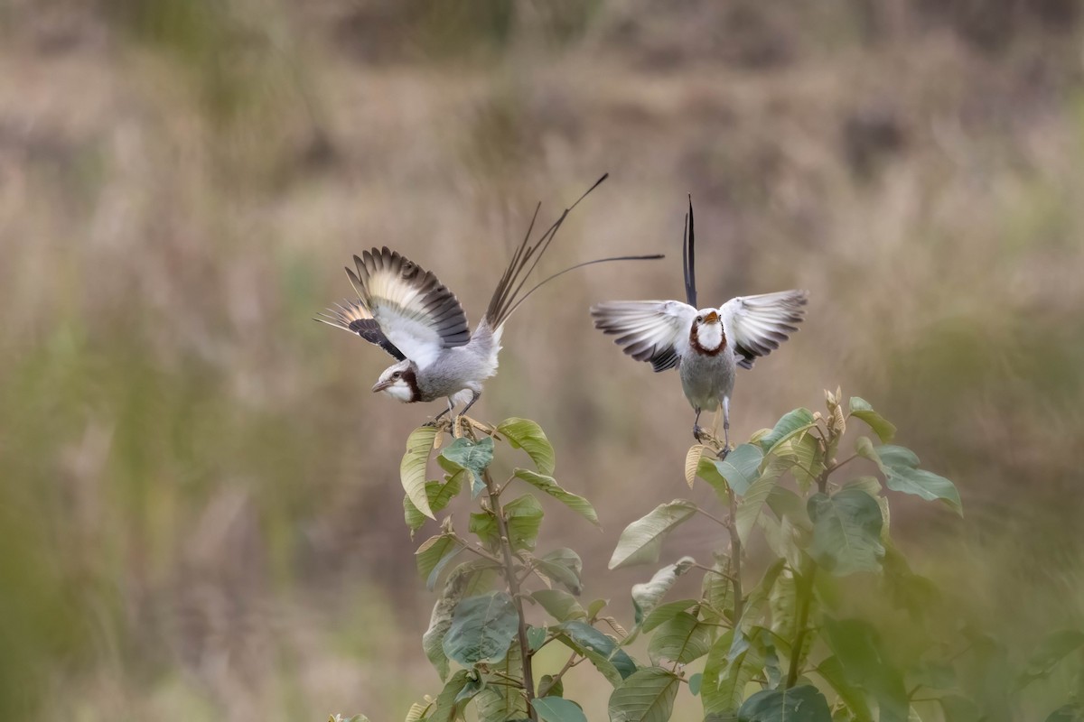 Streamer-tailed Tyrant - ML621617938