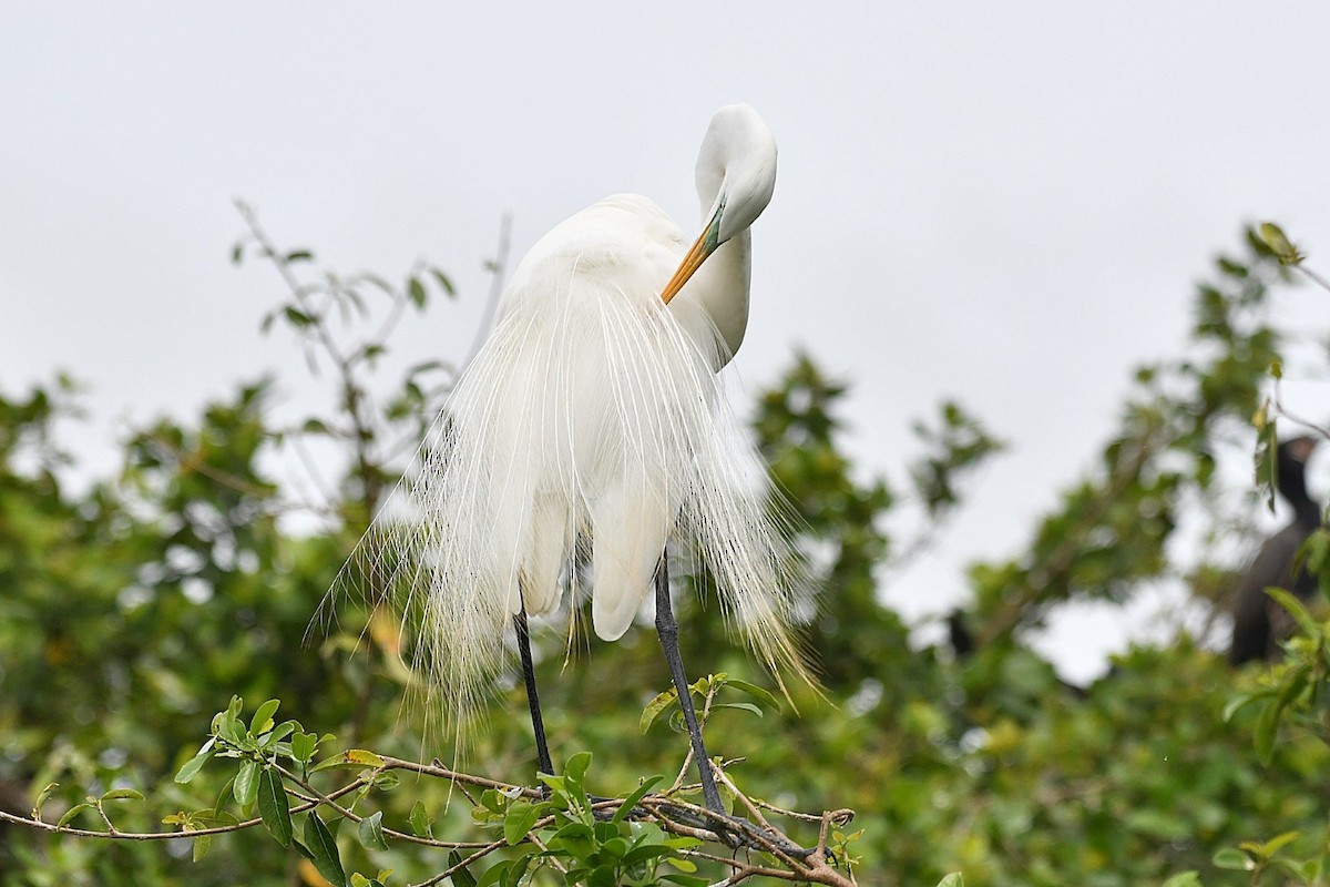 Great Egret - ML621617940