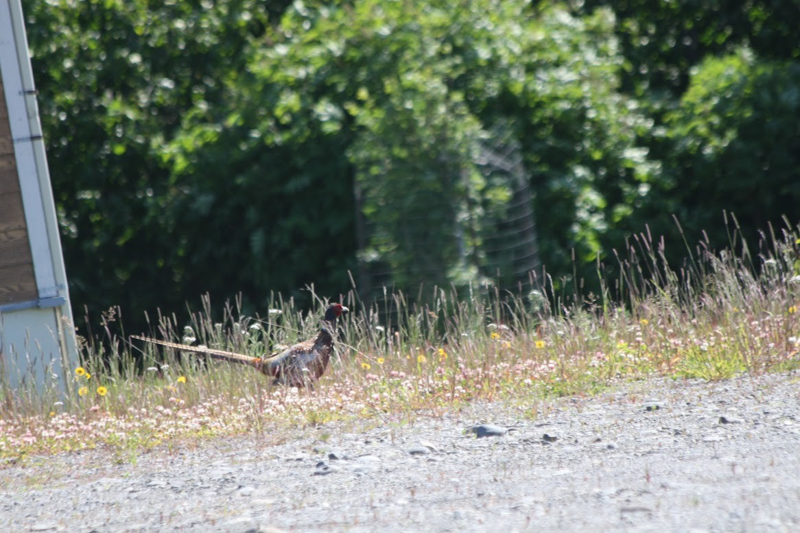 Ring-necked Pheasant - Henry Marschall