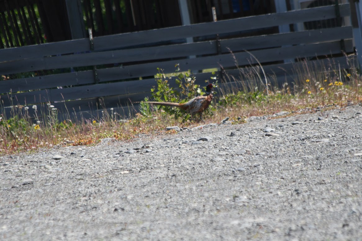 Ring-necked Pheasant - ML621617952