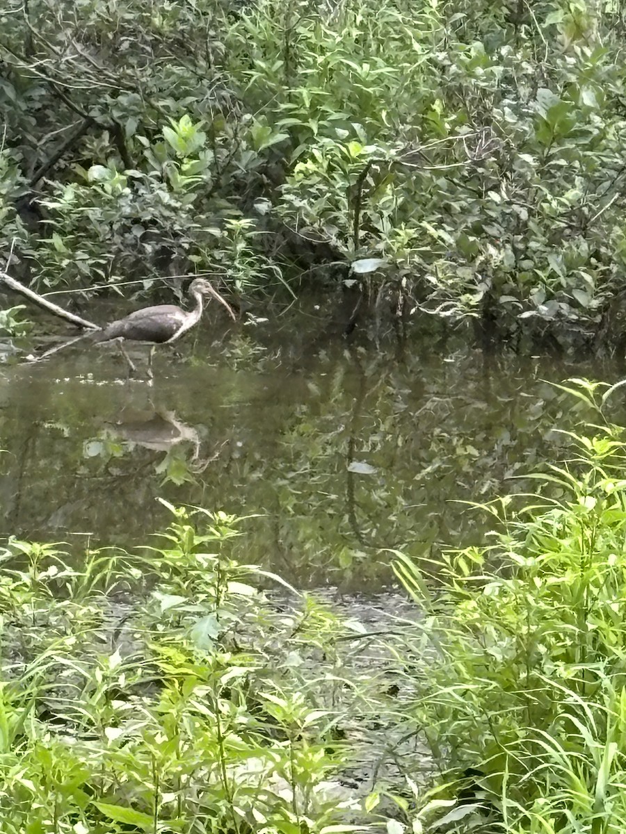 eBird Checklist - 18 Jul 2024 - Ashby Pond Conservancy Site - 9 species