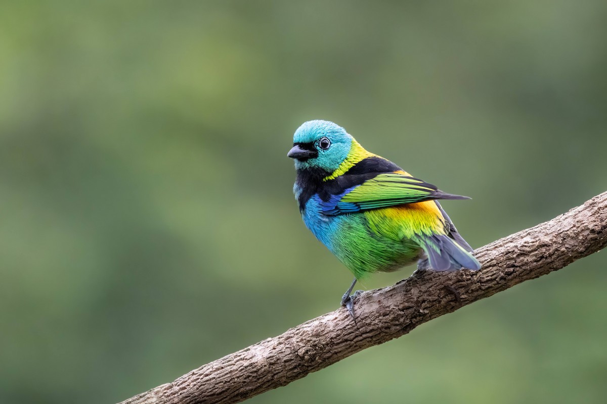 Green-headed Tanager - ML621617999