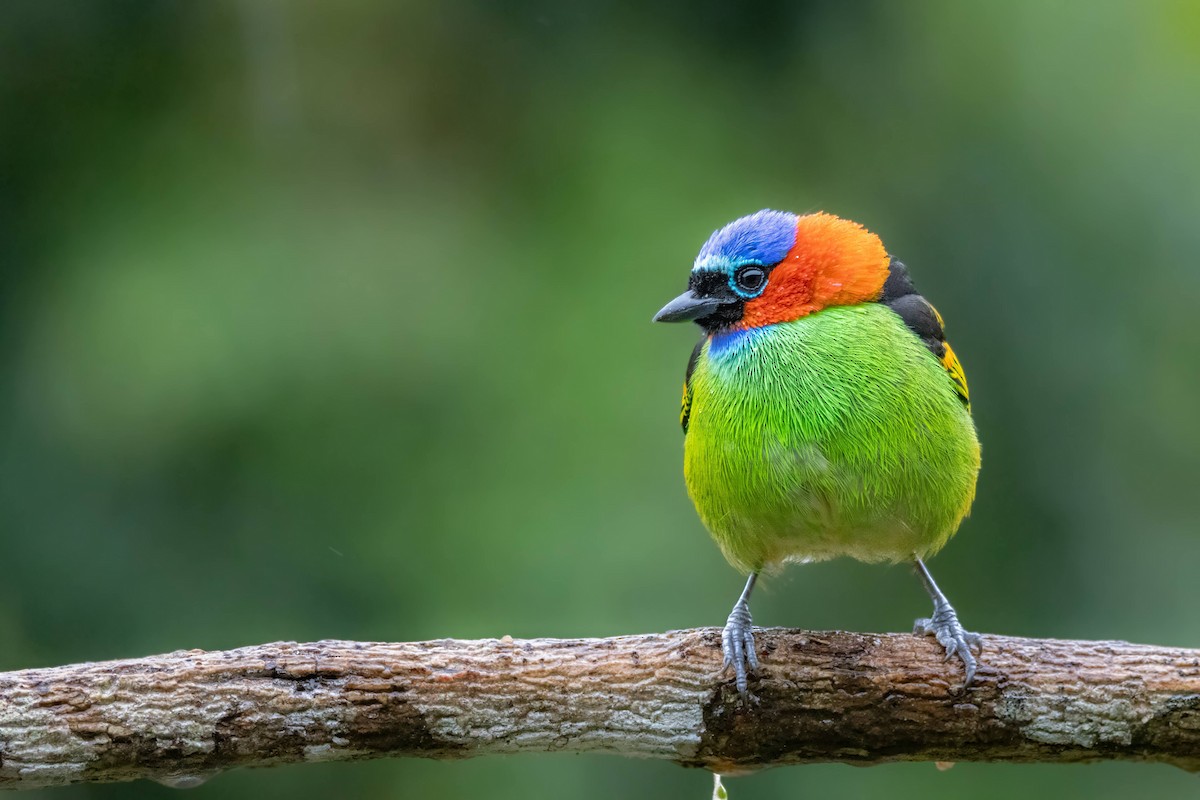 Red-necked Tanager - ML621618016