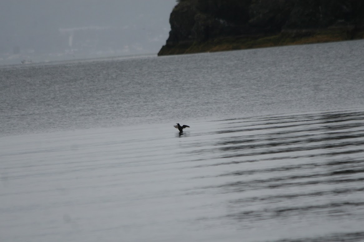 Pigeon Guillemot - ML621618064