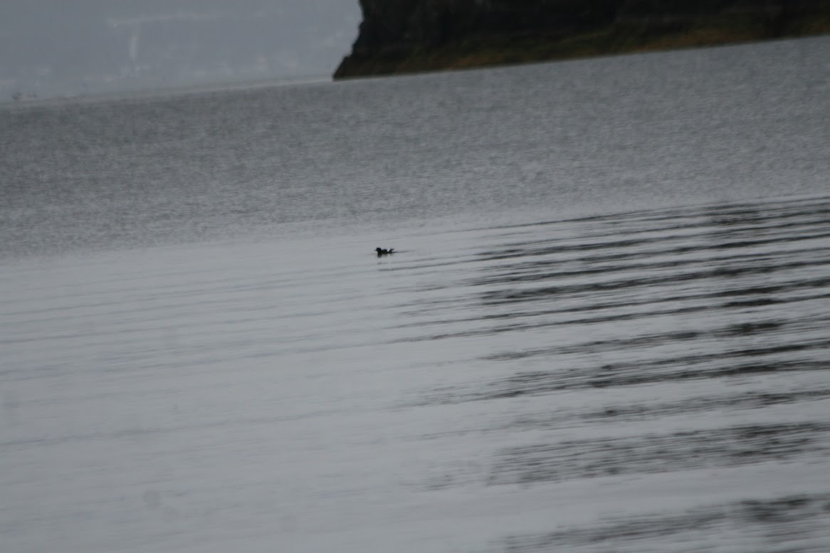 Pigeon Guillemot - ML621618065