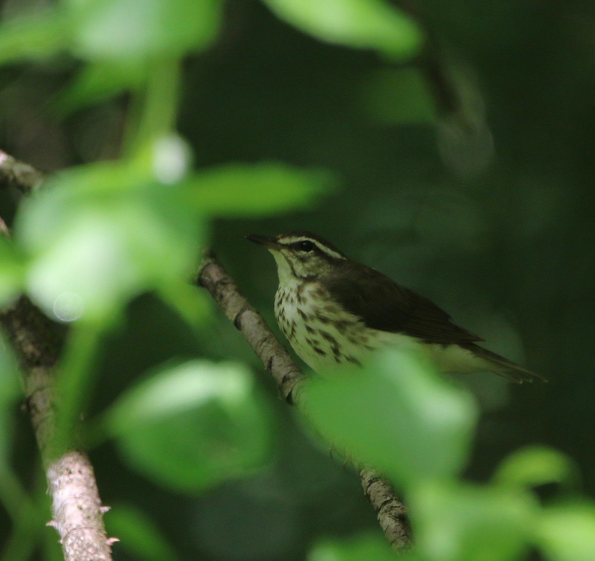 Louisiana Waterthrush - ML621618080
