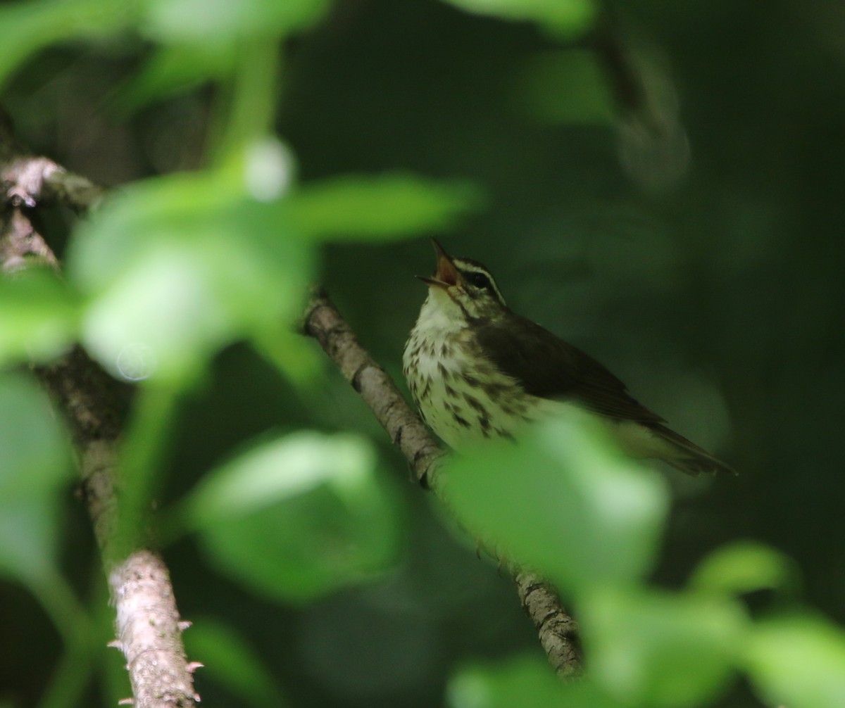 Louisiana Waterthrush - ML621618081