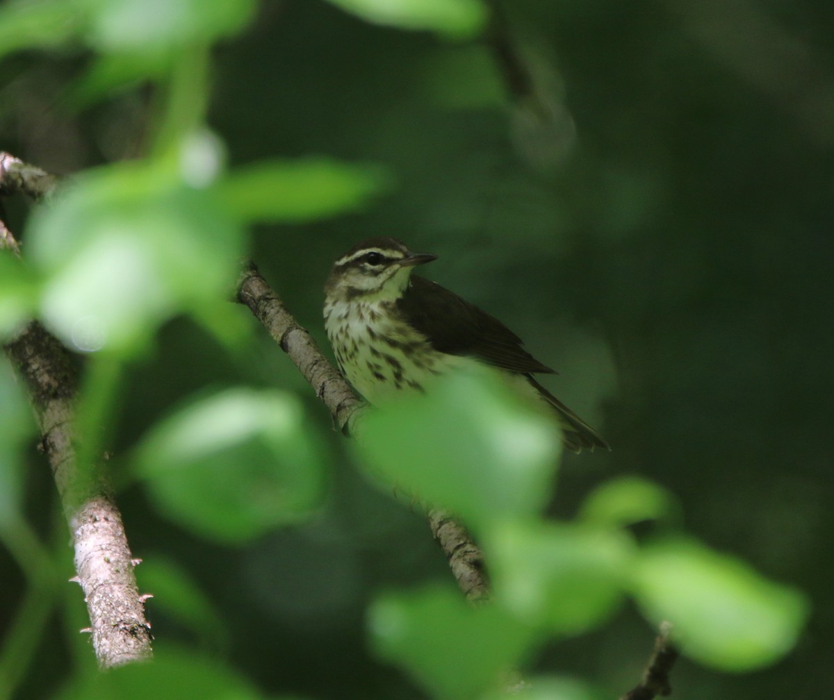 Louisiana Waterthrush - ML621618082
