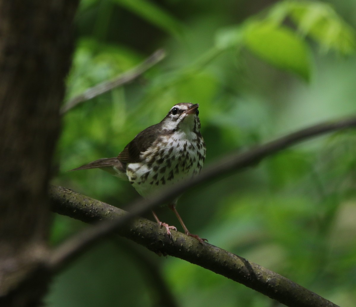Louisiana Waterthrush - ML621618085