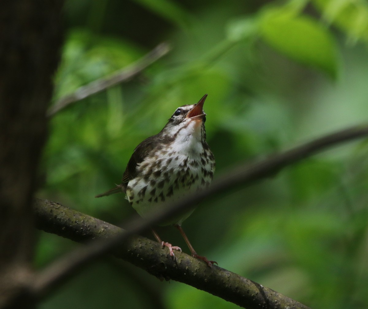 Louisiana Waterthrush - Ann Vaughan