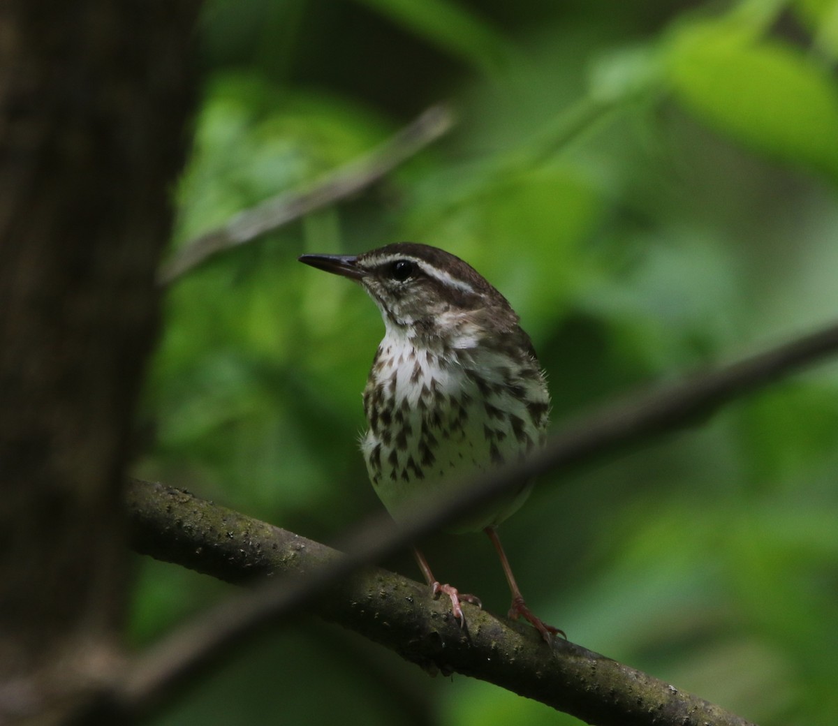Louisiana Waterthrush - ML621618089