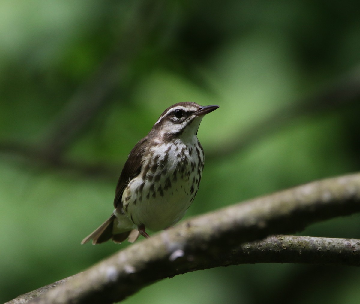 Louisiana Waterthrush - ML621618090
