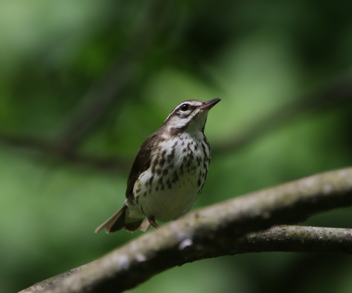Louisiana Waterthrush - ML621618091