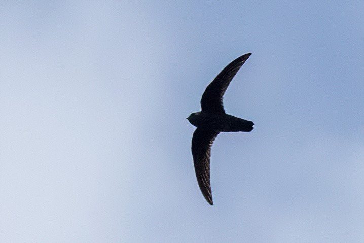 Black Swift - ML621618092