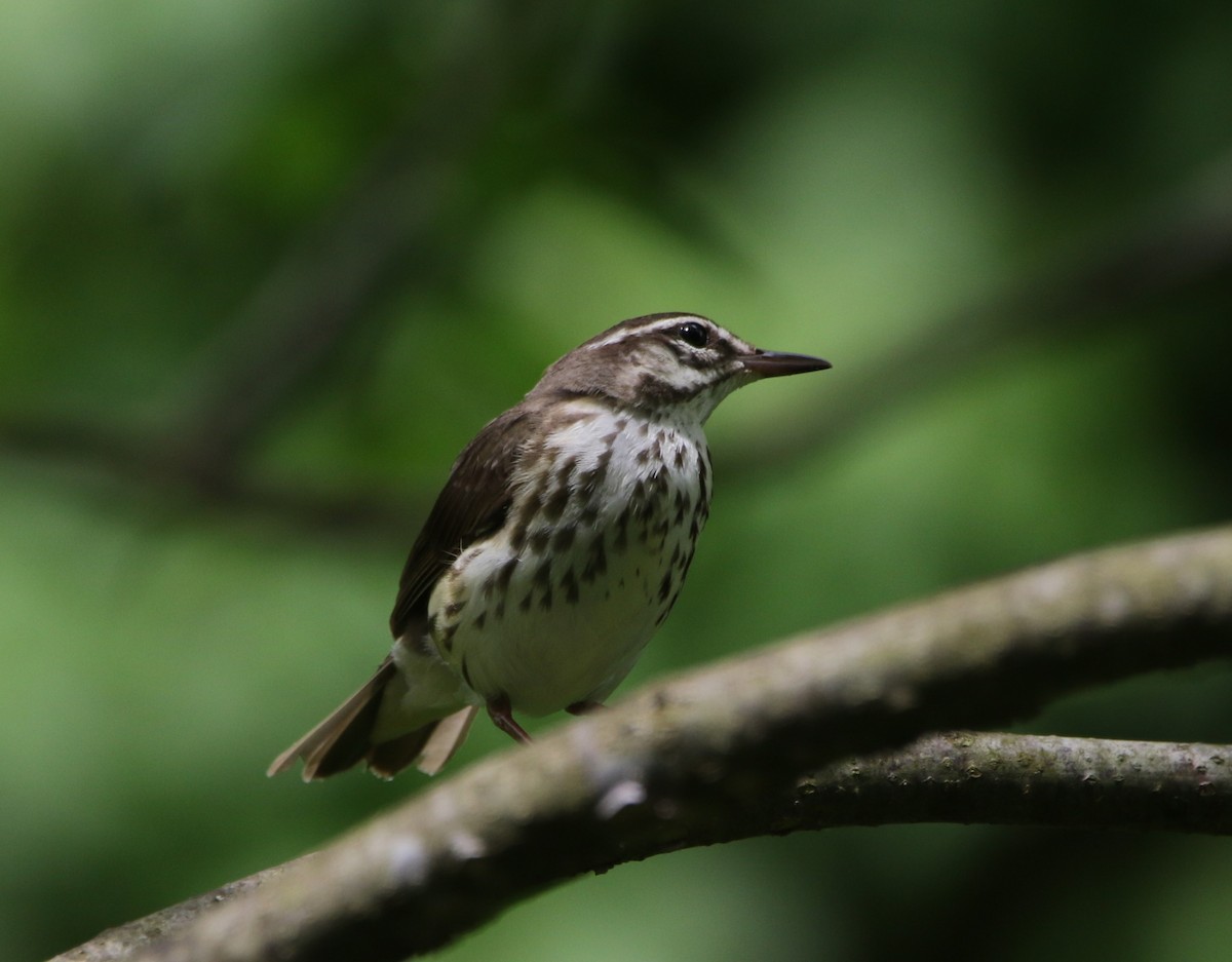 Louisiana Waterthrush - ML621618094