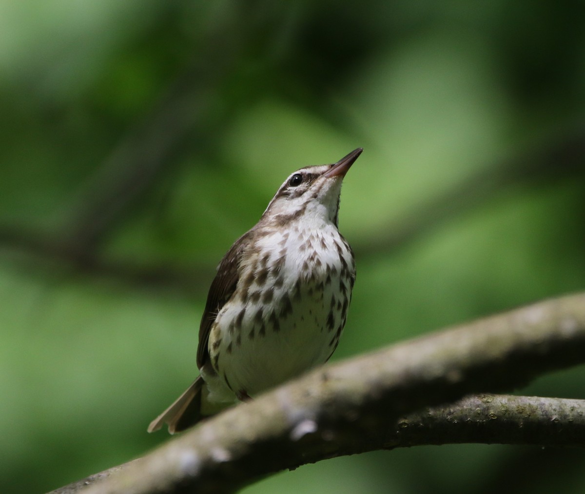 Louisiana Waterthrush - ML621618097