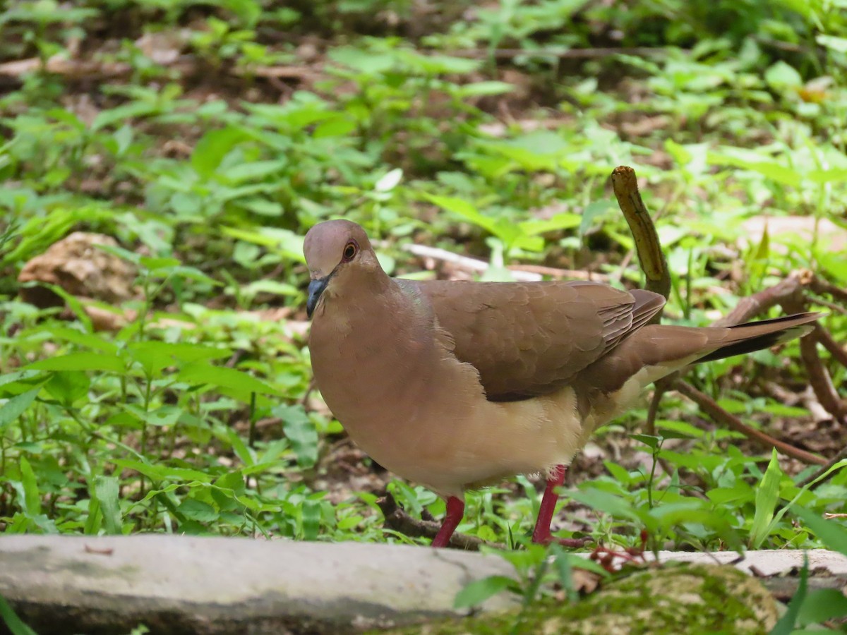 White-tipped Dove - ML621618098