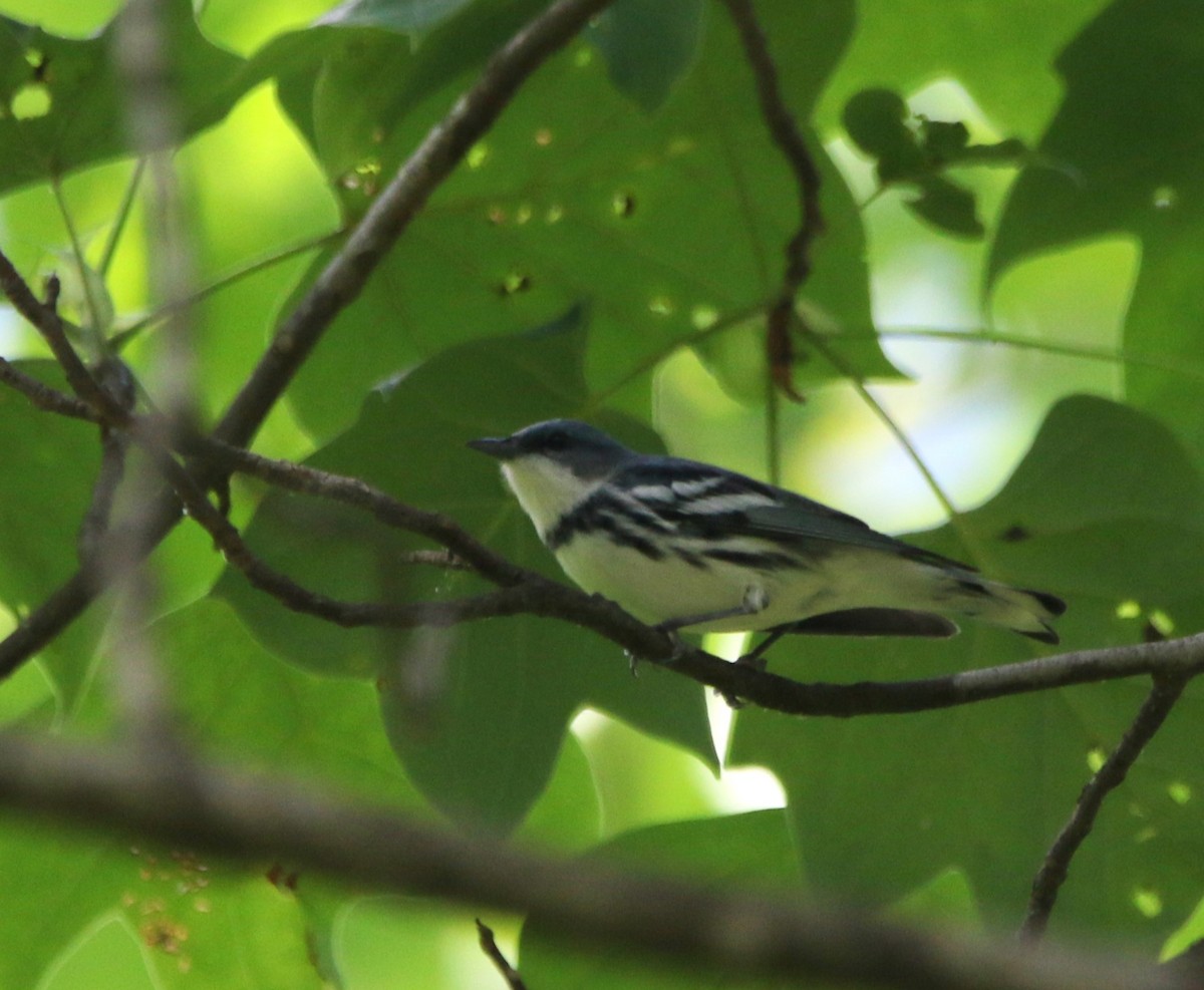 Cerulean Warbler - Ann Vaughan