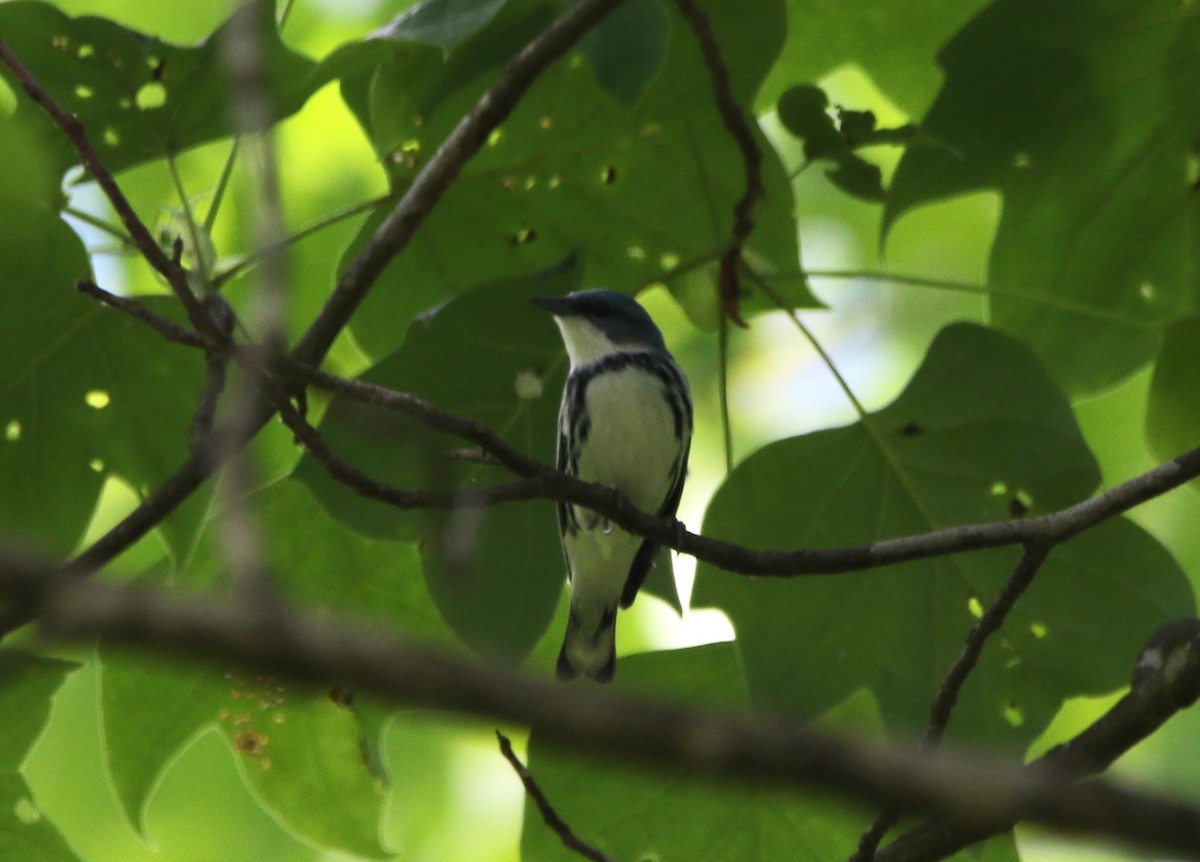 Cerulean Warbler - Ann Vaughan